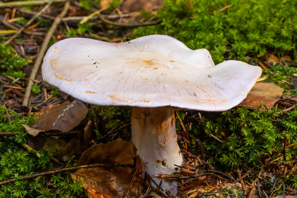 Cortinarius camphoratus (door John Breugelmans)