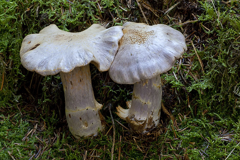 Cortinarius camphoratus (door John Breugelmans)