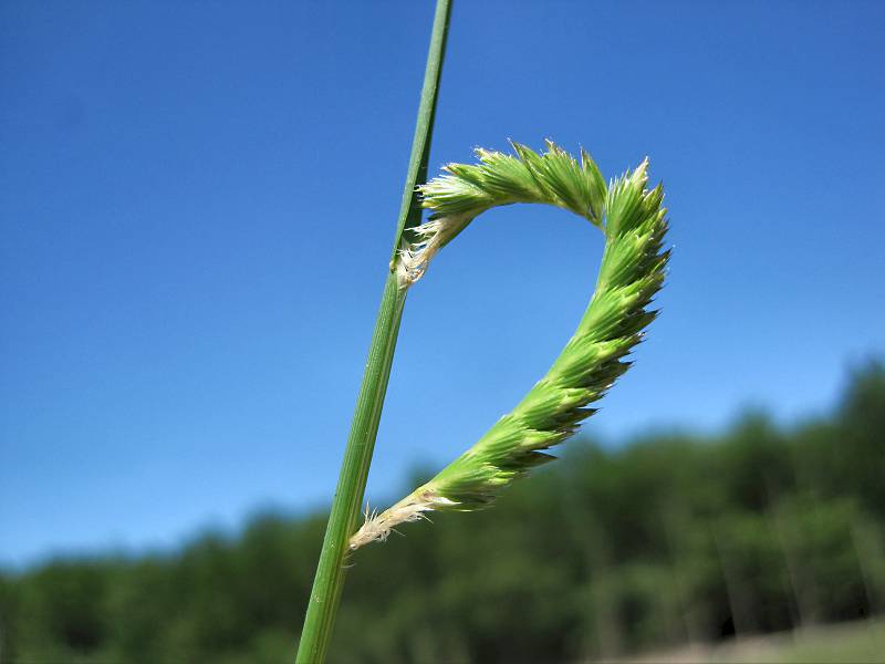 Cynosurus cristatus (door Grada Menting)