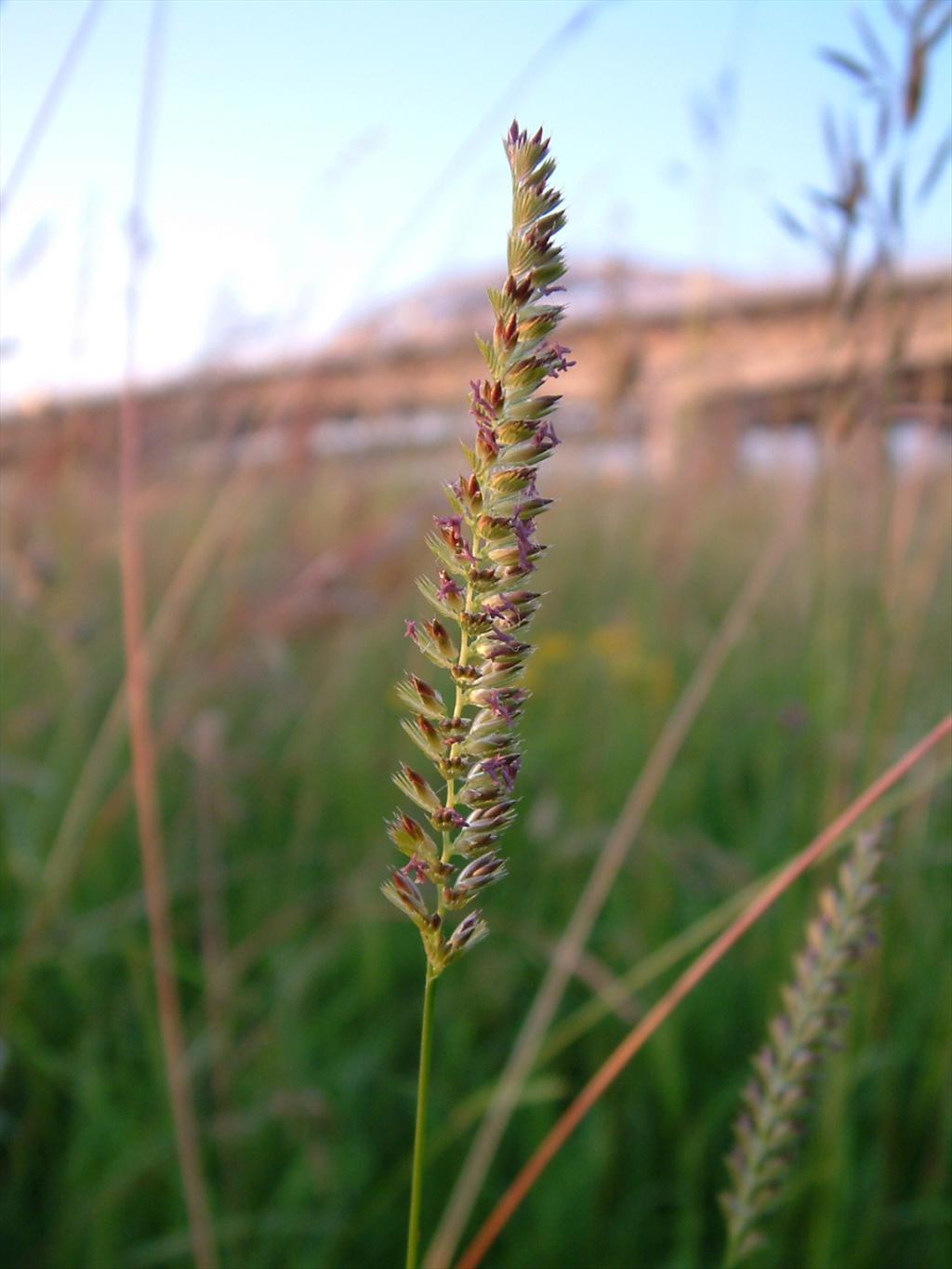 Cynosurus cristatus (door Dick Kerkhof)