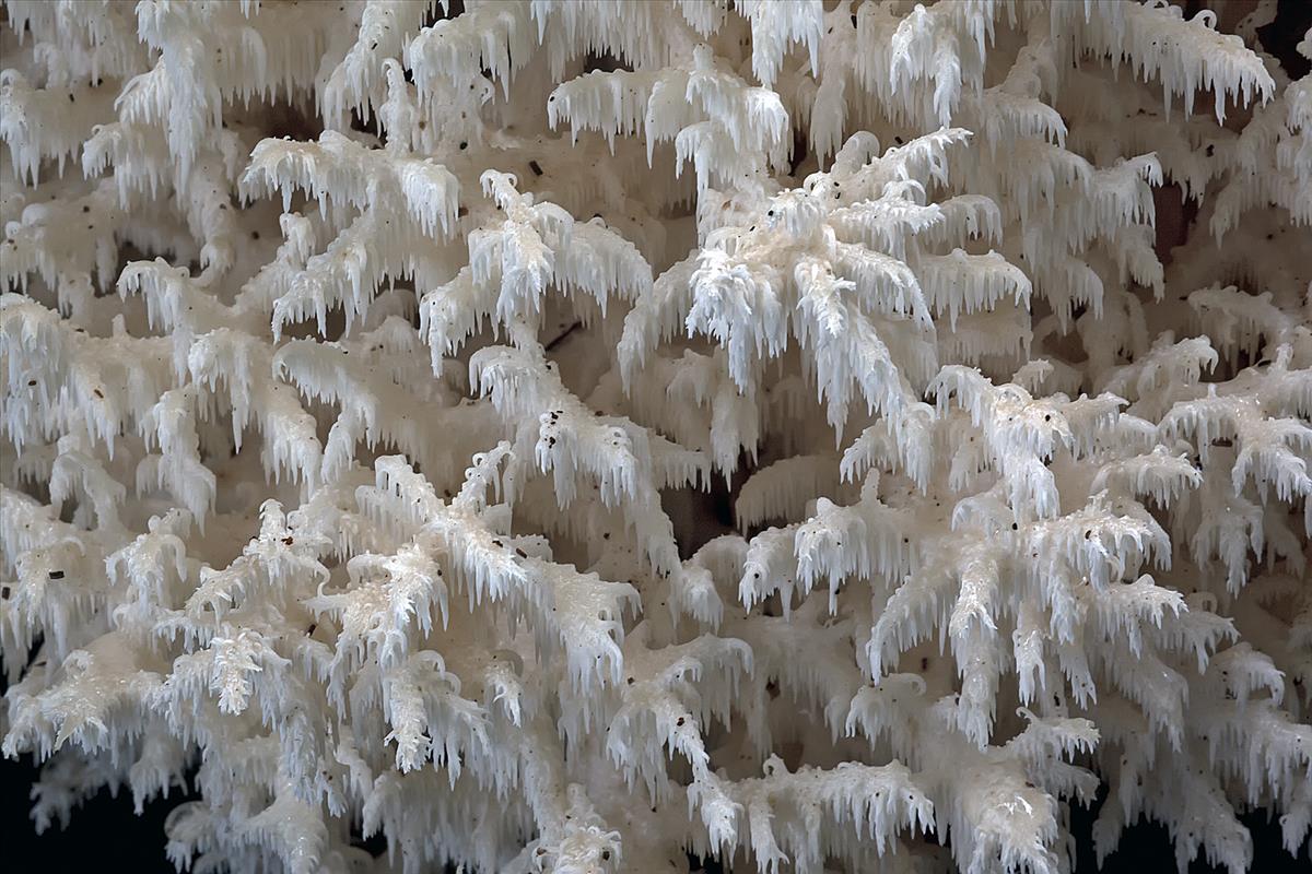 Hericium coralloides (door John Breugelmans)