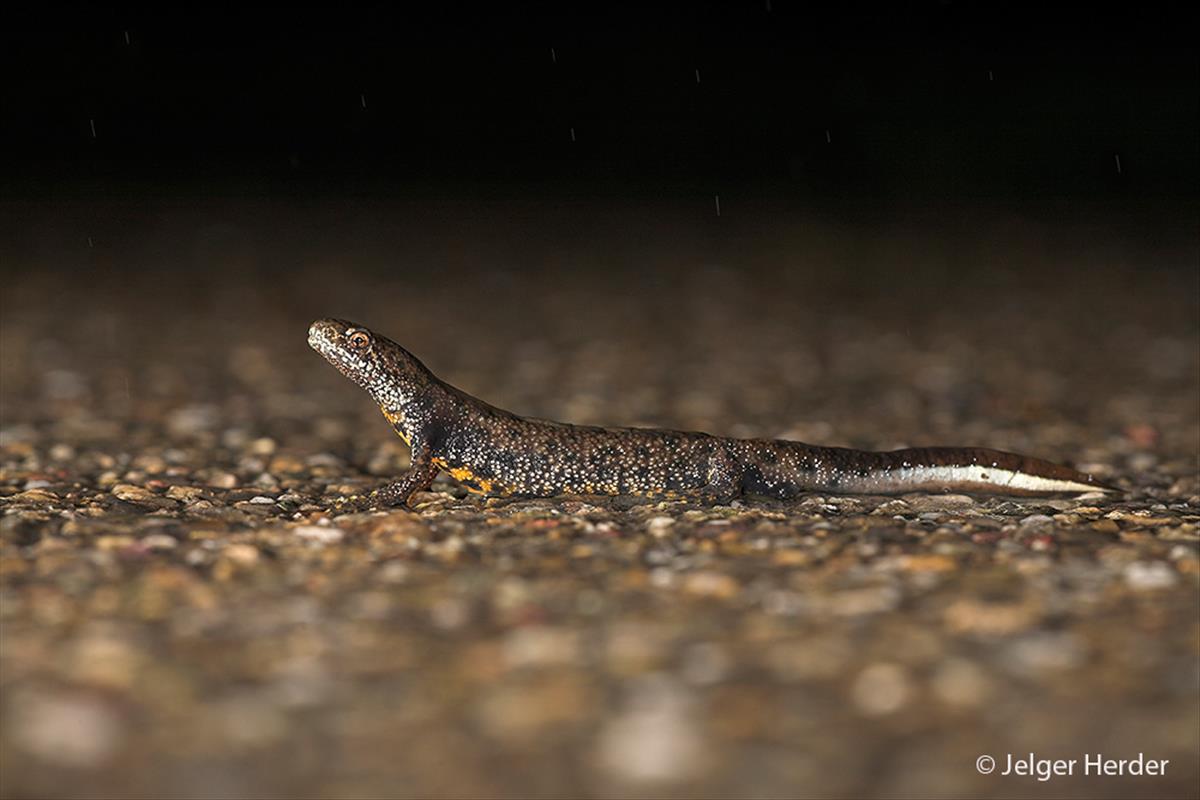 Triturus cristatus (door Jelger Herder)