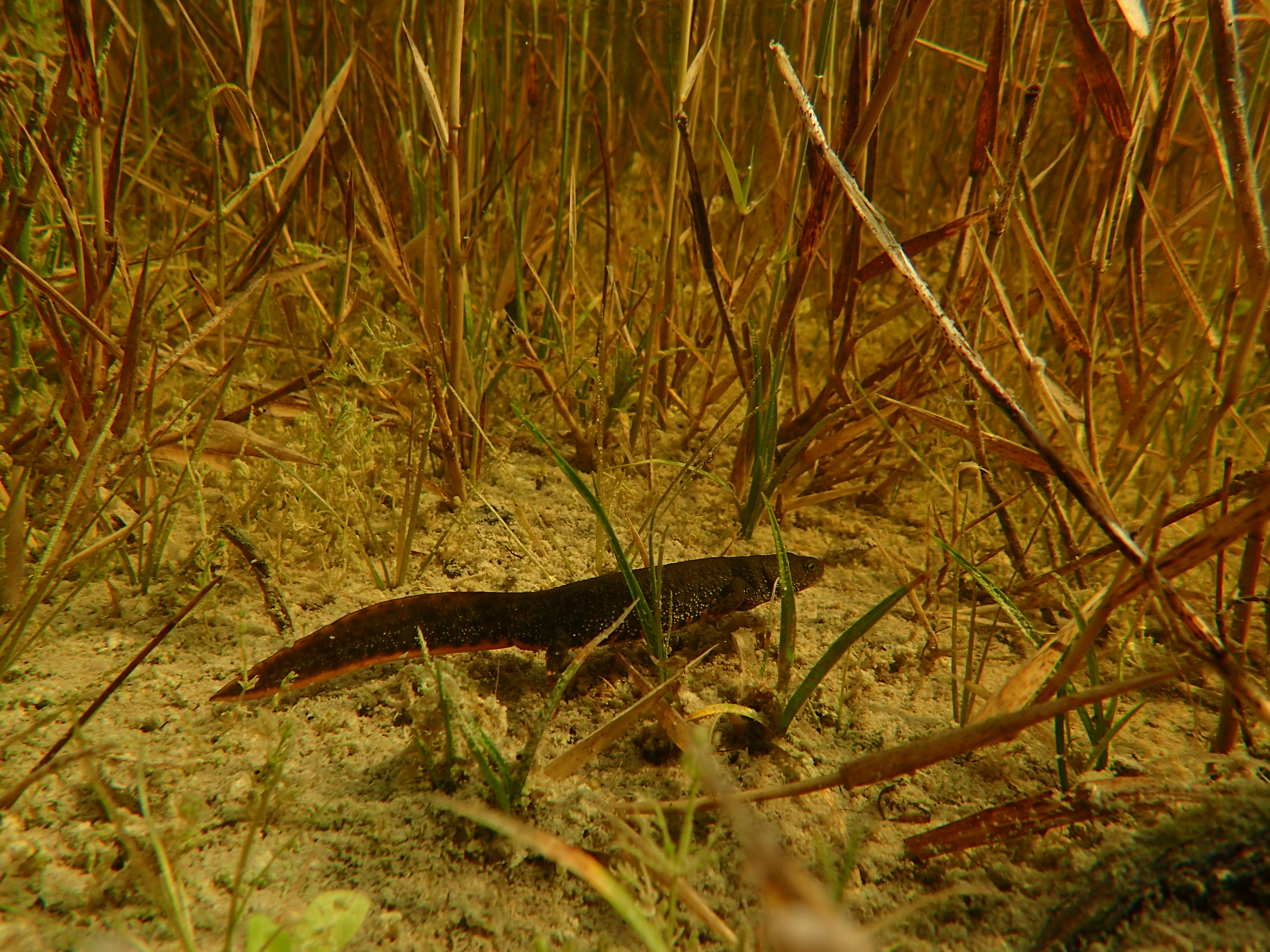 Triturus cristatus (door Adrie van Heerden)