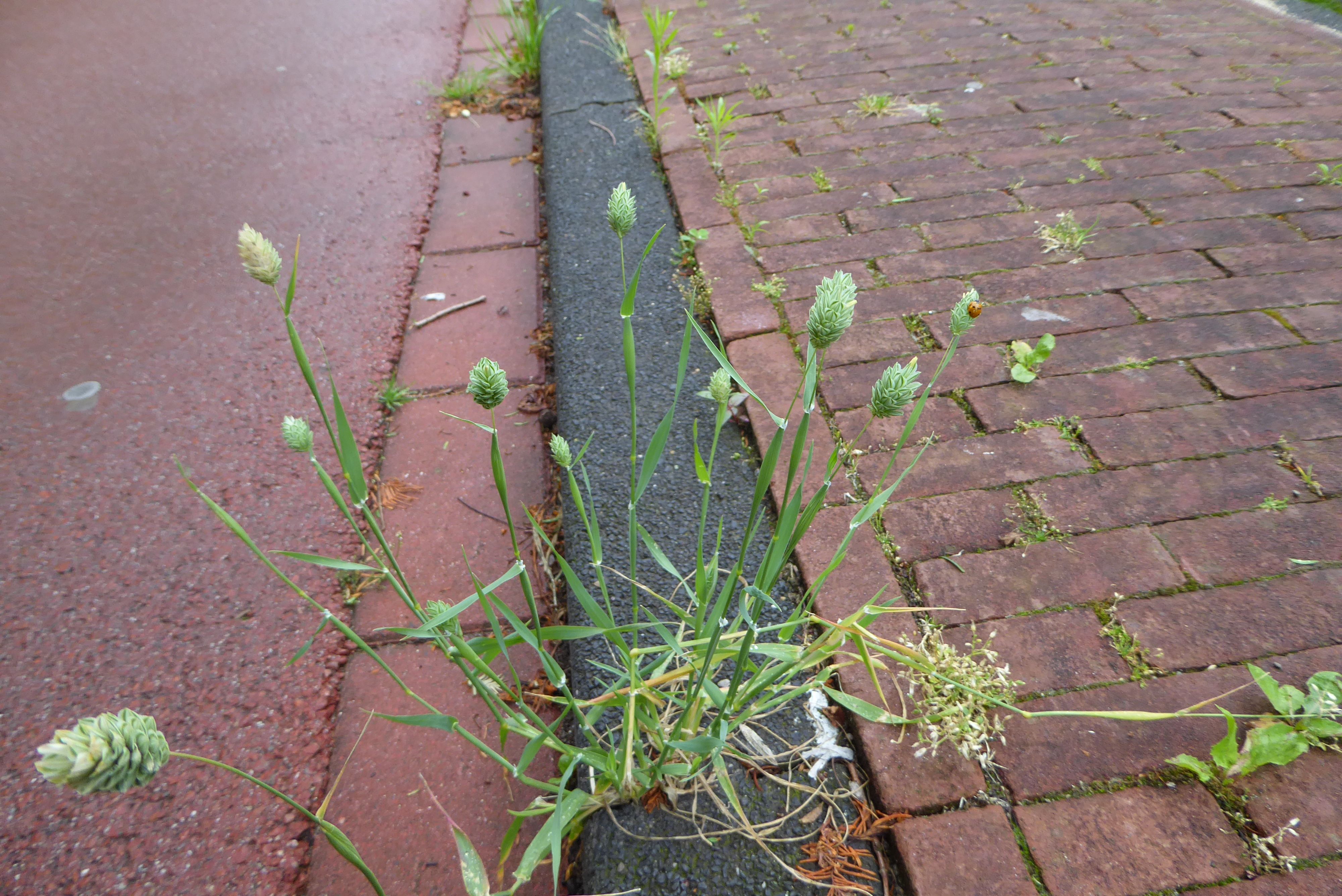 Phalaris canariensis (door Koen van Zoest)