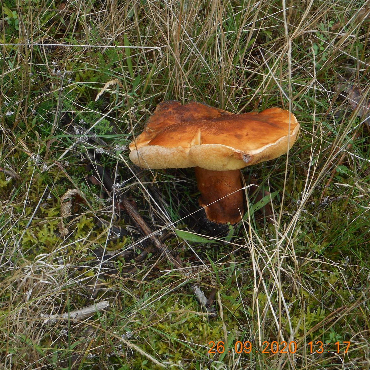 Gyroporus castaneus (door Giel van der Pluijm)