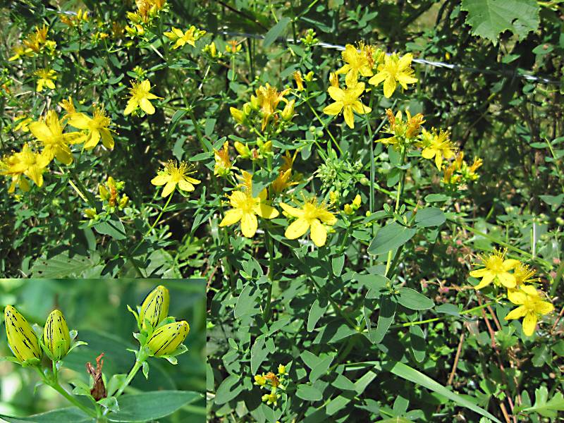 Hypericum maculatum subsp. obtusiusculum (door Grada Menting)