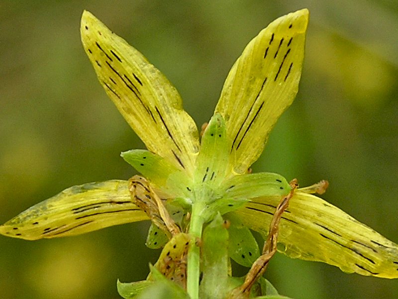 Hypericum maculatum subsp. obtusiusculum (door Grada Menting)