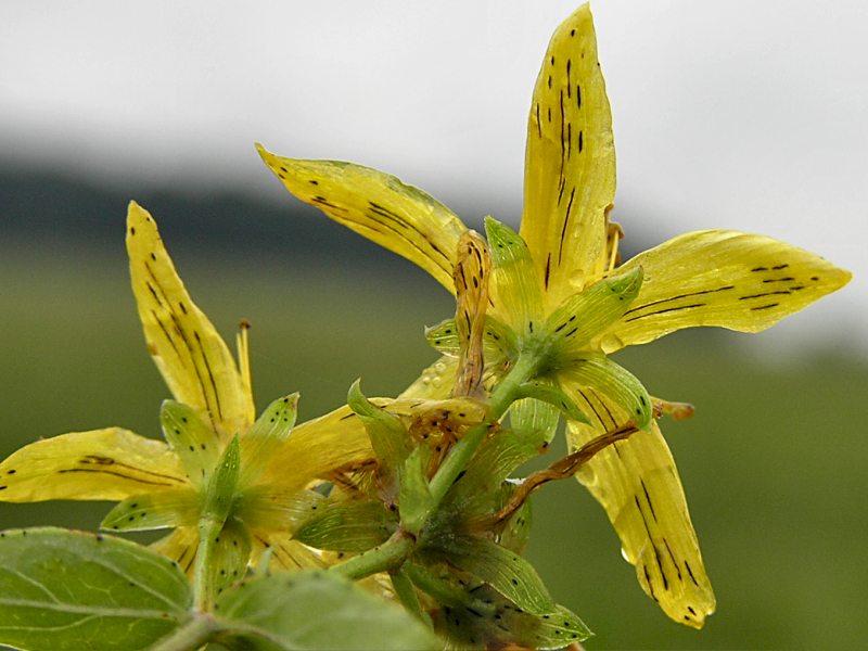 Hypericum maculatum subsp. obtusiusculum (door Grada Menting)