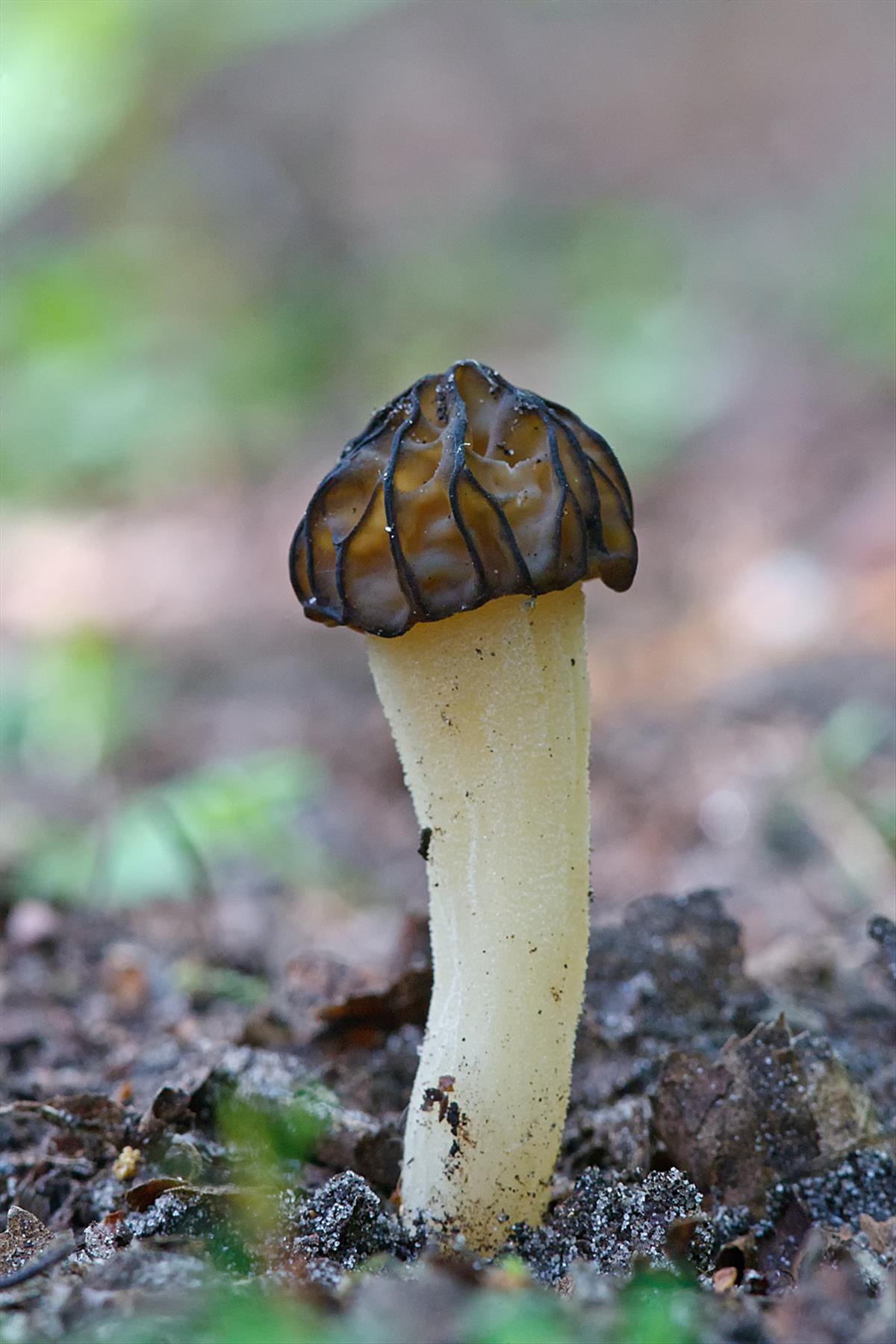 Mitrophora semilibera (door John Breugelmans)