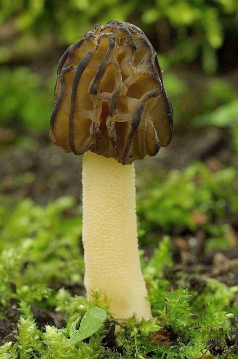 Mitrophora semilibera (door Gio van Bernebeek)