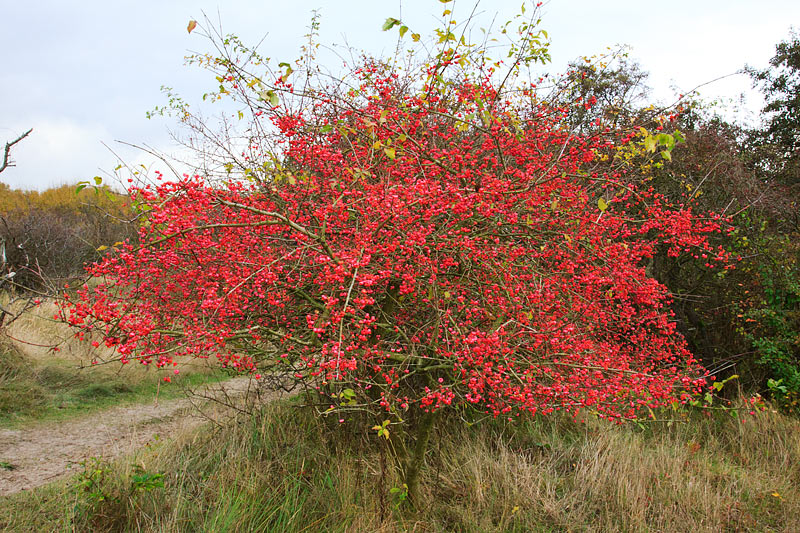 Euonymus europaeus (door John Breugelmans)