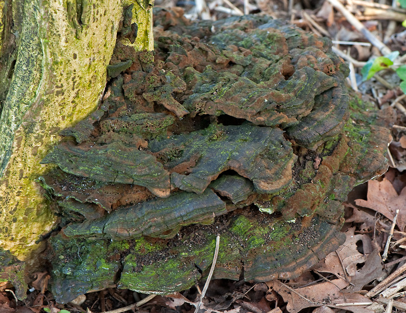 Phylloporia ribis f. evonymi (door Wijnand van Buuren)