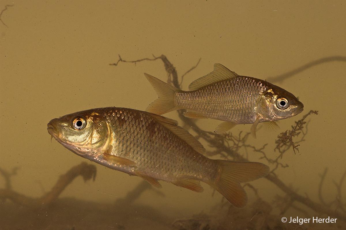 Cyprinus carpio (door Jelger Herder)