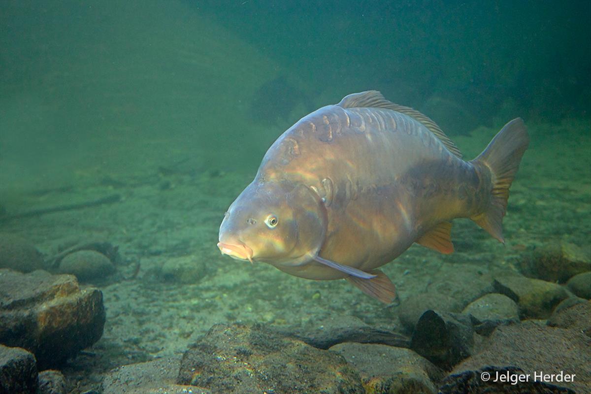 Cyprinus carpio (door Jelger Herder)