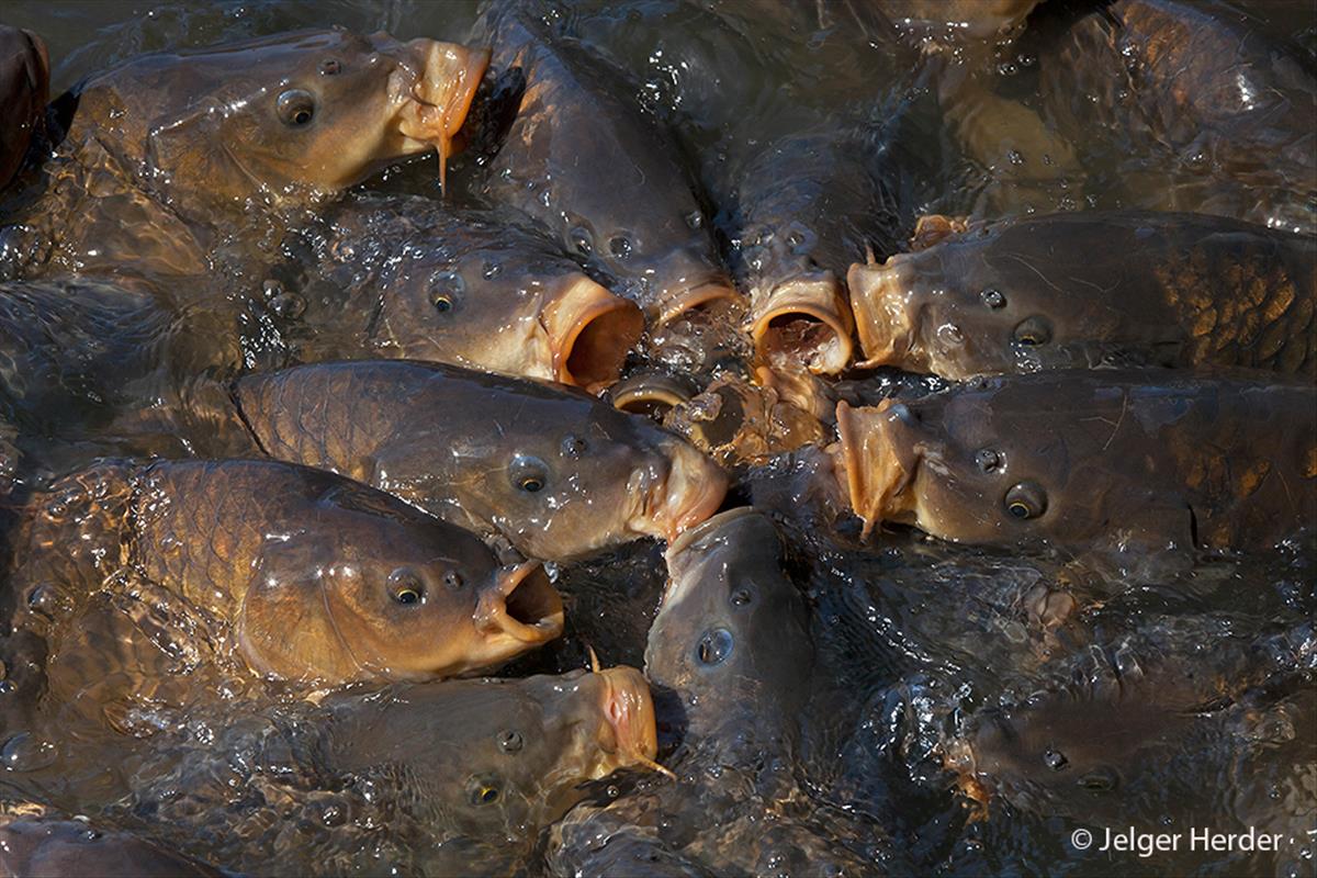 Cyprinus carpio (door Jelger Herder)