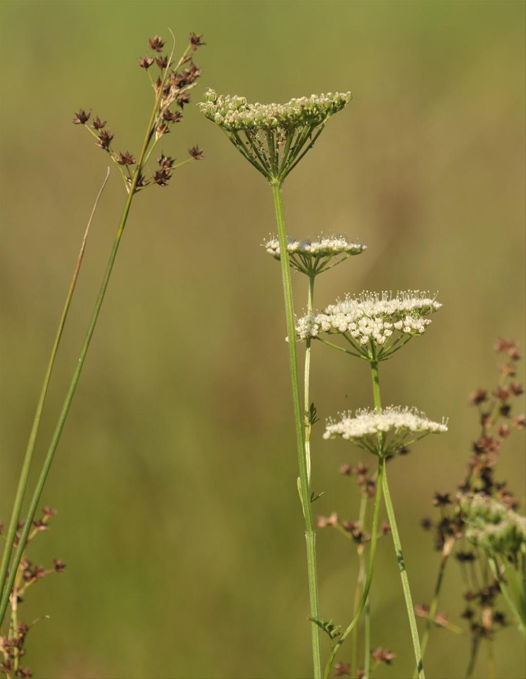 Selinum carvifolia (door Theo Muusse)