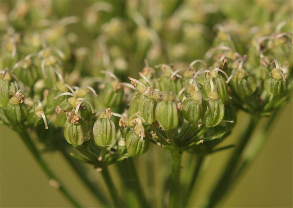 Selinum carvifolia (door Theo Muusse)