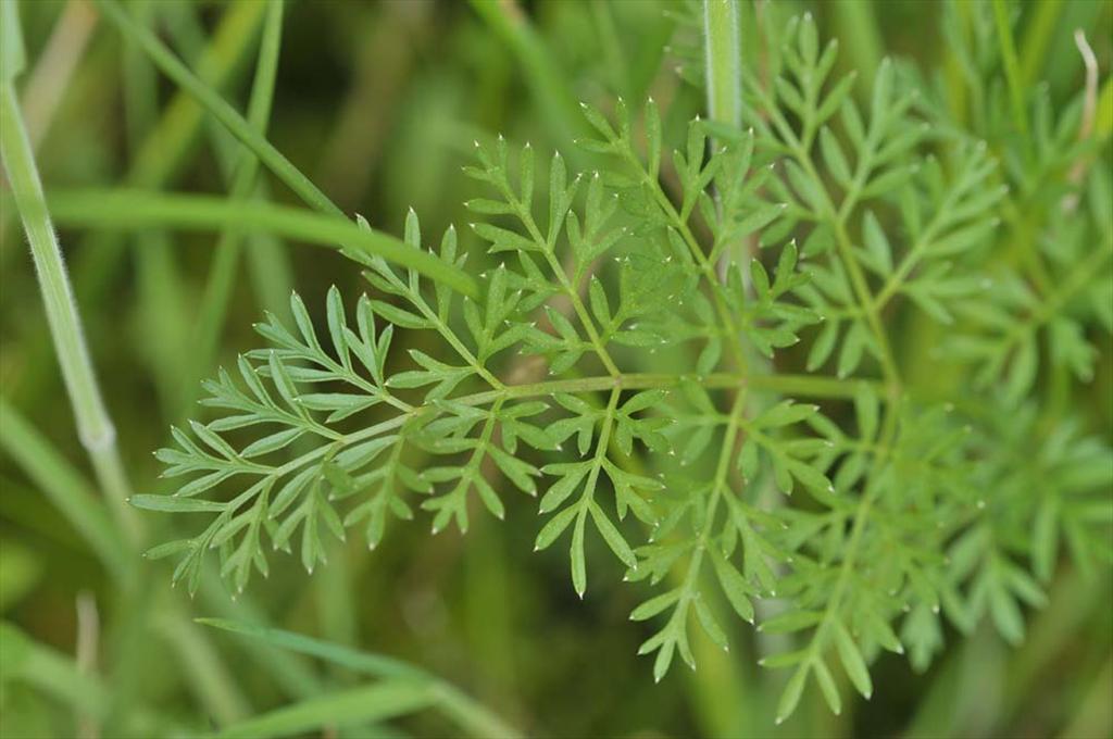 Selinum carvifolia (door Theo Muusse)