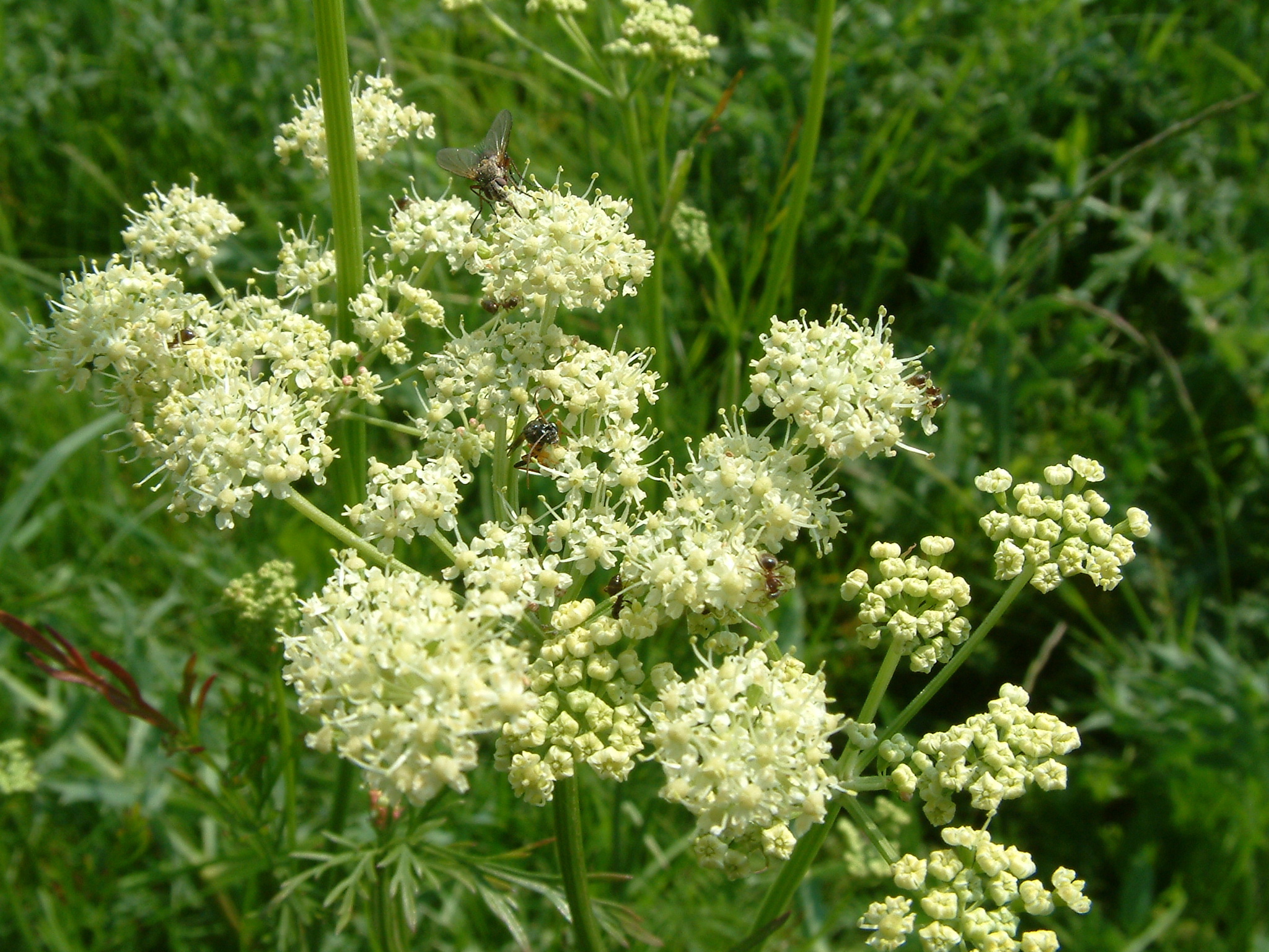 Dichoropetalum carvifolia (door Dick Kerkhof)