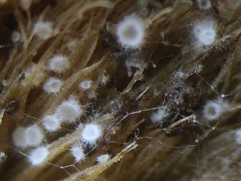 Arachnopeziza aranea (door Alina en Chris Billekens)