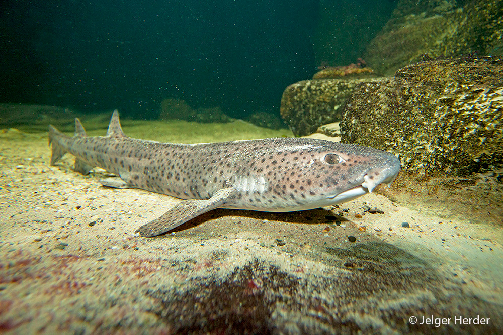 Scyliorhinus stellaris (door Jelger Herder)