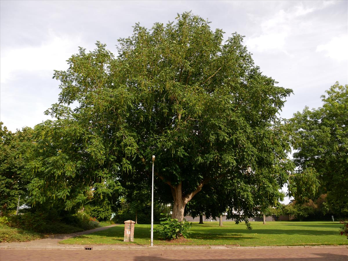 Pterocarya fraxinifolia (door Wim van der Neut)