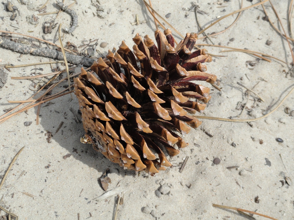 Pinus pinaster (door wim van der neut)