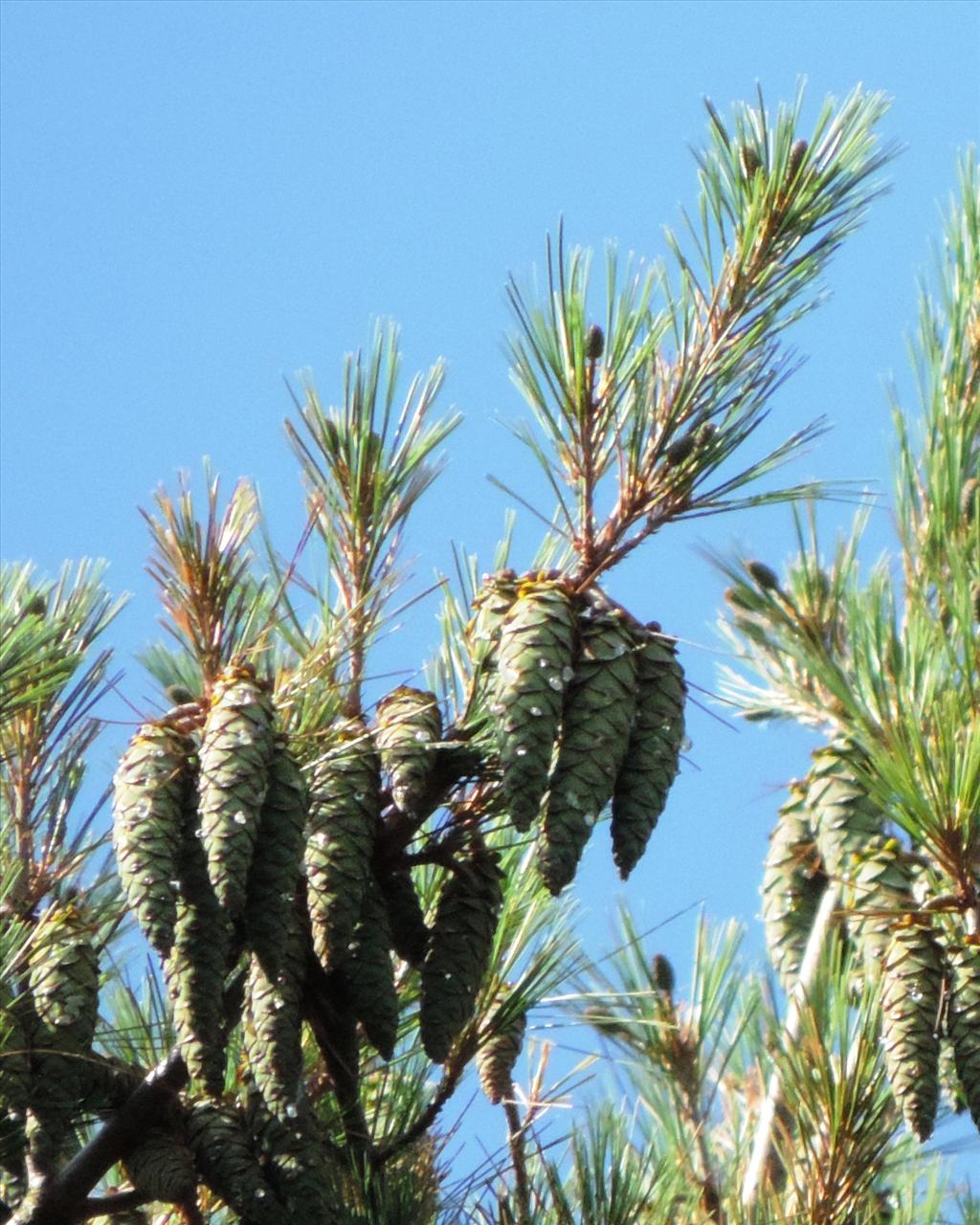 Pinus strobus (door Wim van der Neut)