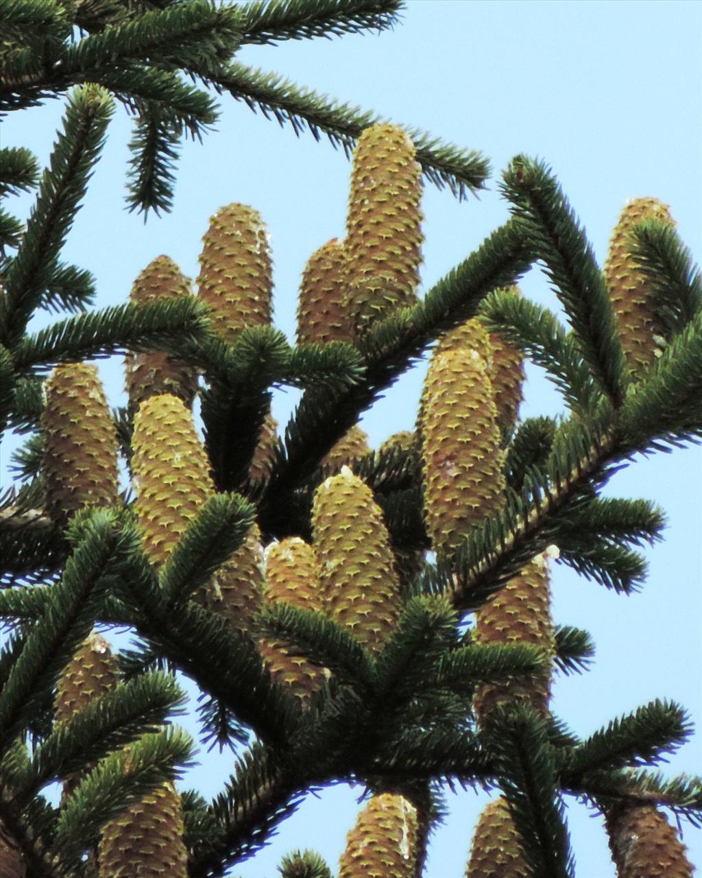 Abies nordmanniana (door Wim van der Neut)