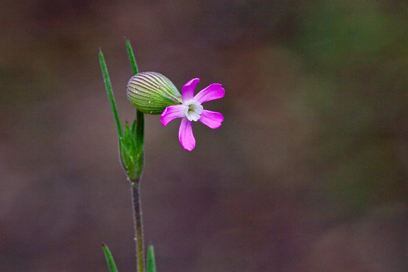 Silene conica (door John Breugelmans)