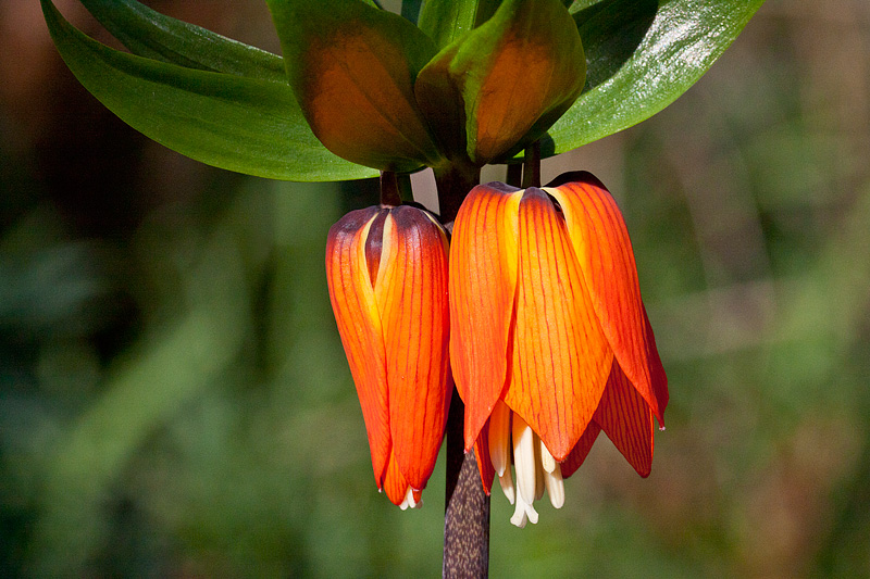 Fritillaria imperialis (door John Breugelmans)