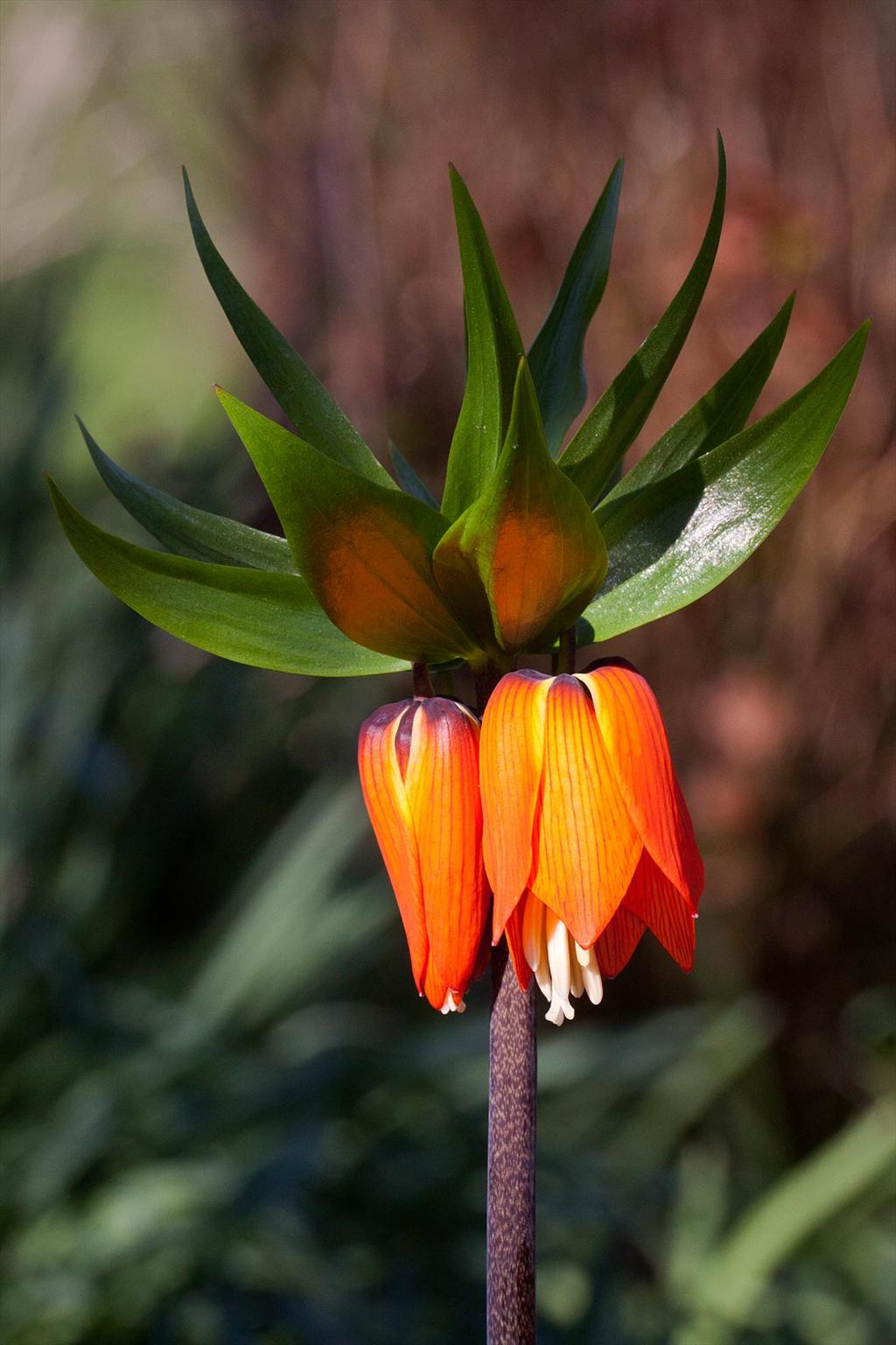 Fritillaria imperialis (door John Breugelmans)