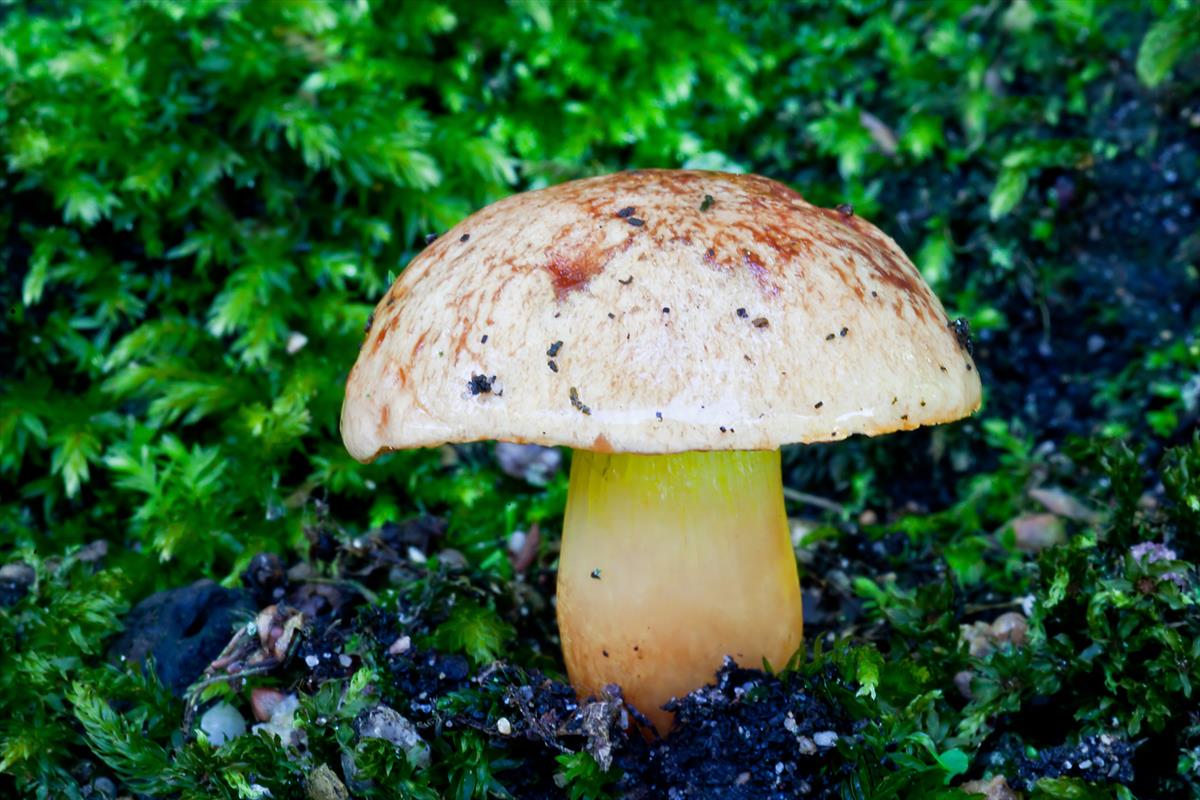 Aureoboletus gentilis (door John Breugelmans)