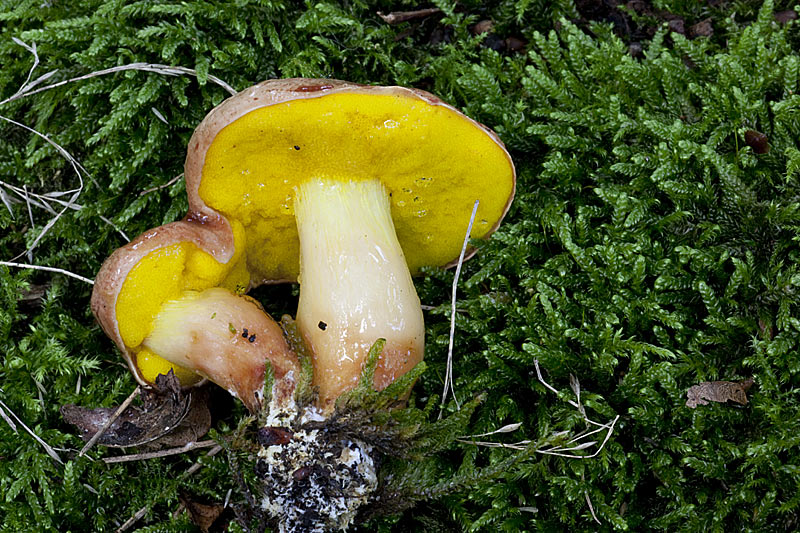 Aureoboletus gentilis (door John Breugelmans)