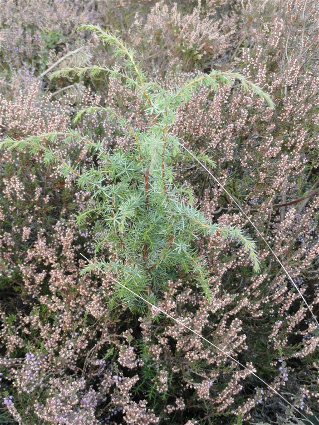 Juniperus communis (door Wim van der Neut)