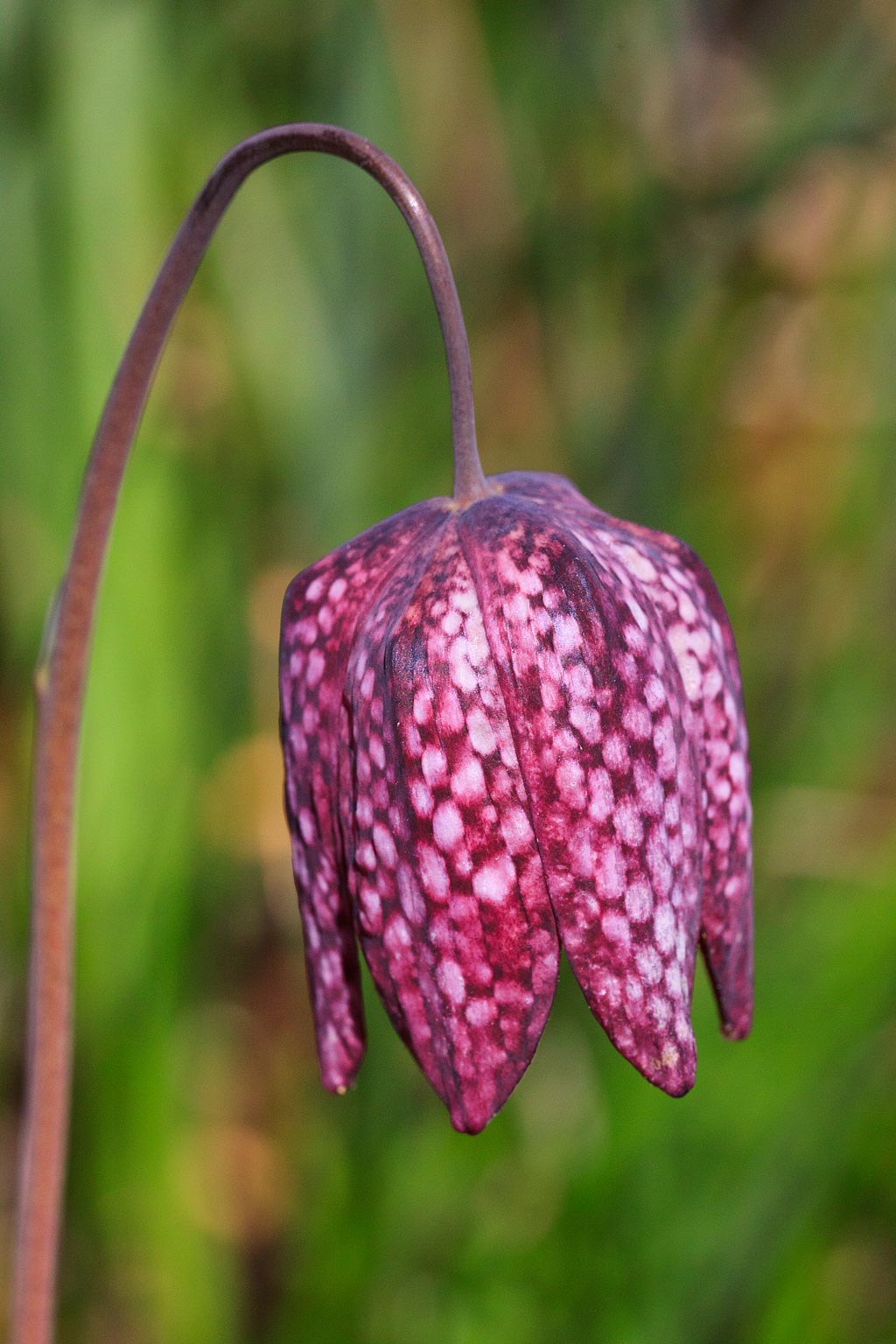 Fritillaria meleagris (door John Breugelmans)