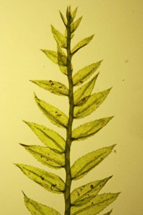 Kindbergia praelonga (door Jan Kersten)