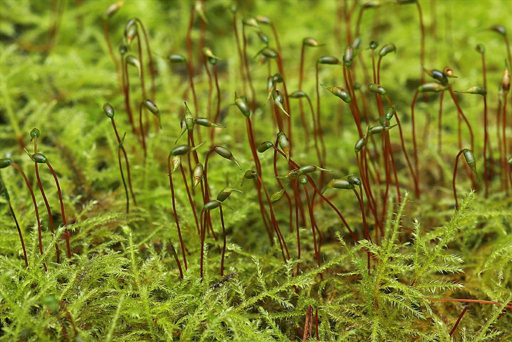 Kindbergia praelonga (door Jan Kersten)