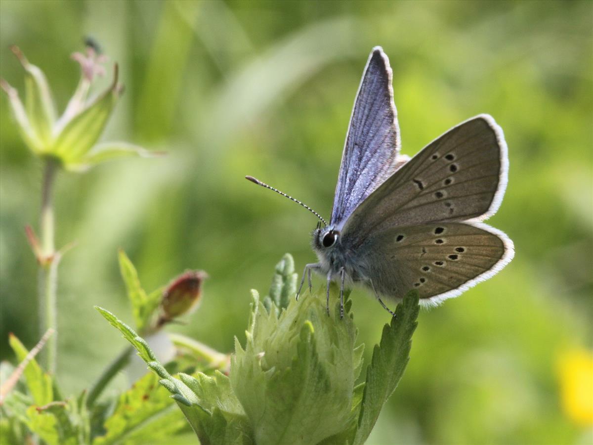 Cyaniris semiargus (door Kars Veling)