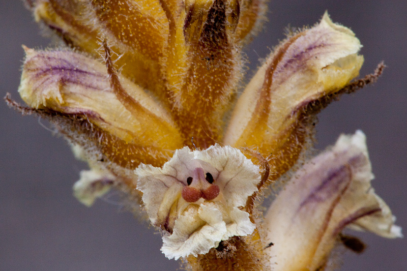 Orobanche minor (door John Breugelmans)