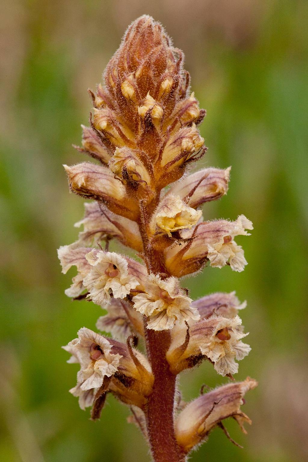 Orobanche minor (door John Breugelmans)