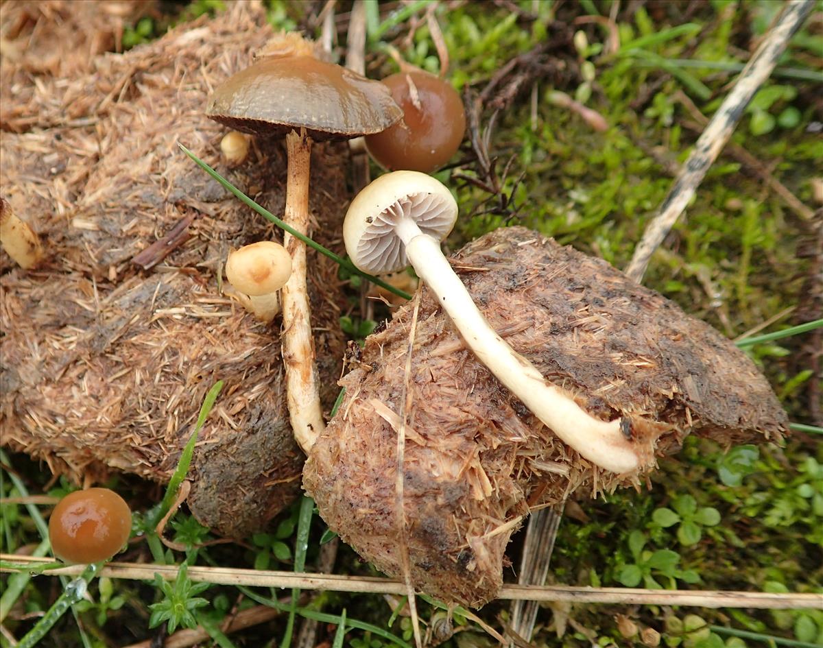 Stropharia semiglobata (door Mike Hirschler)