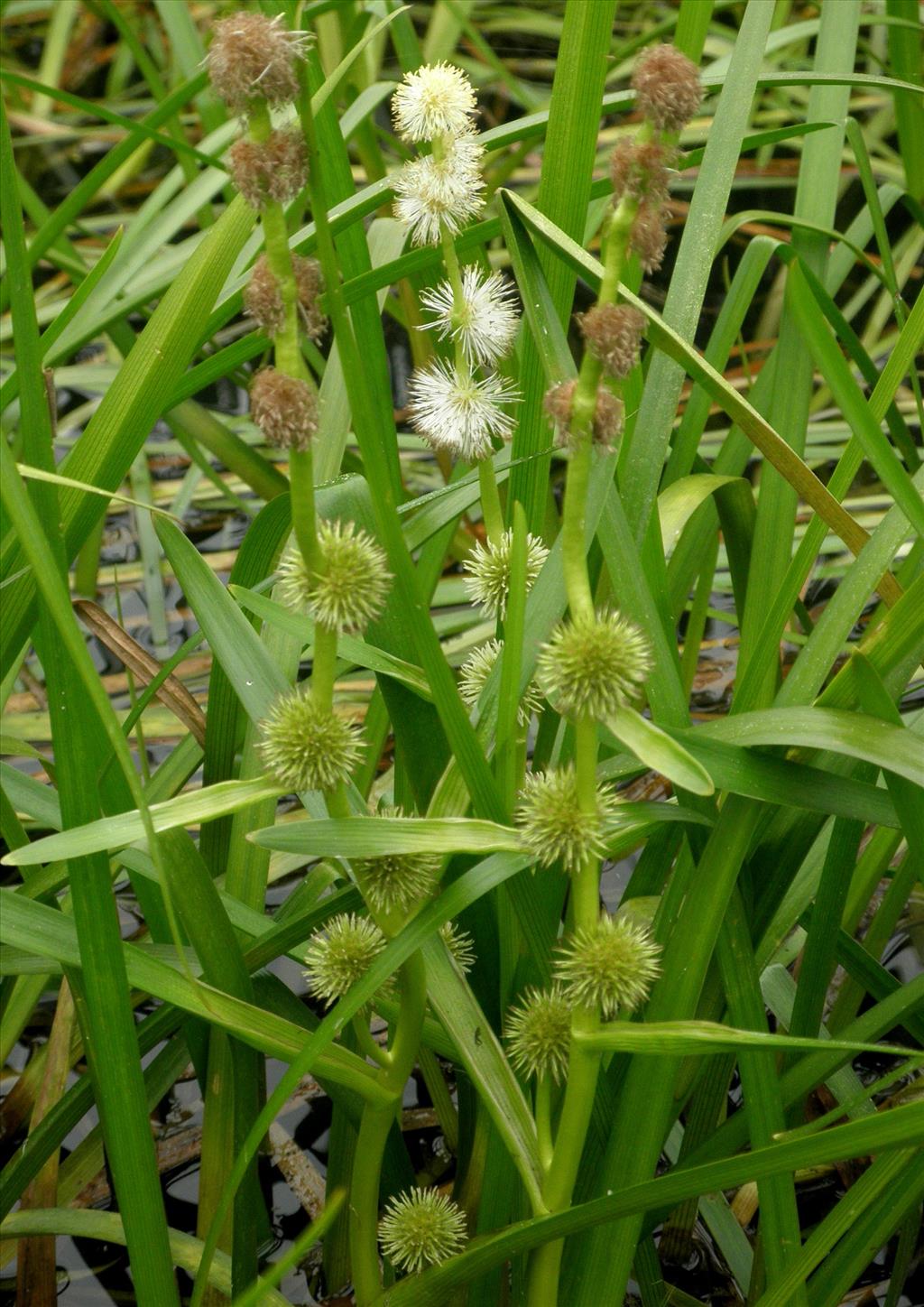 Sparganium emersum (door Bert Verbruggen)