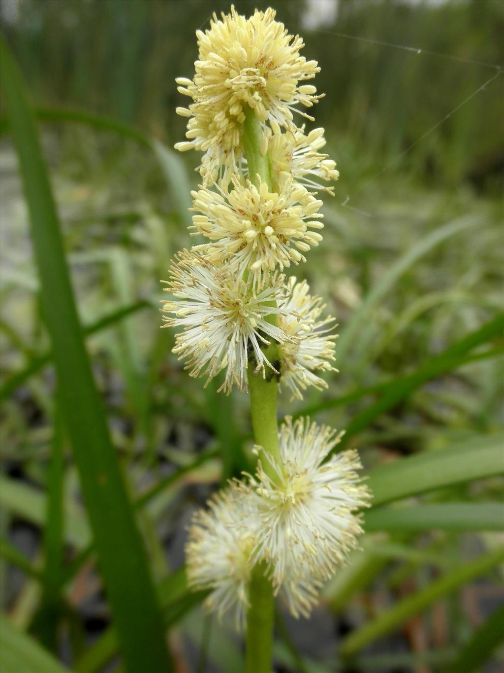 Sparganium emersum (door Bert Verbruggen)