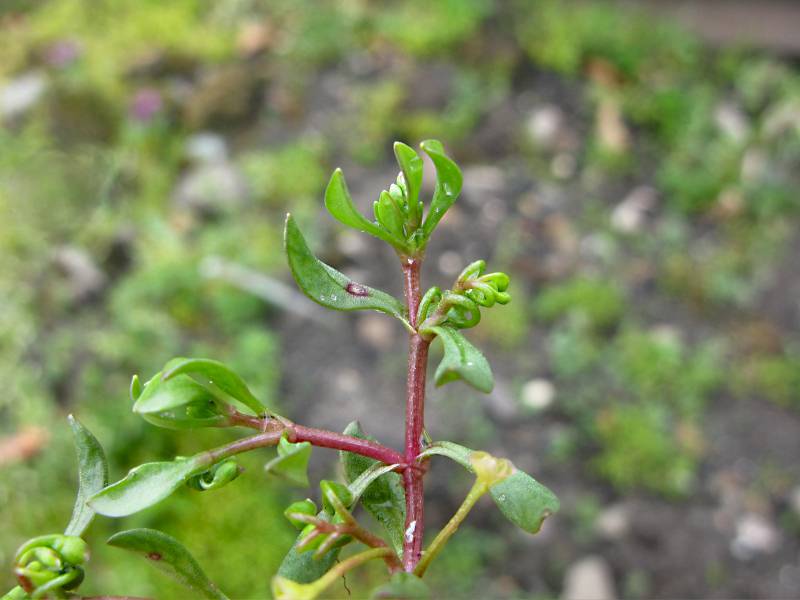 Montia arvensis (door Grada Menting)