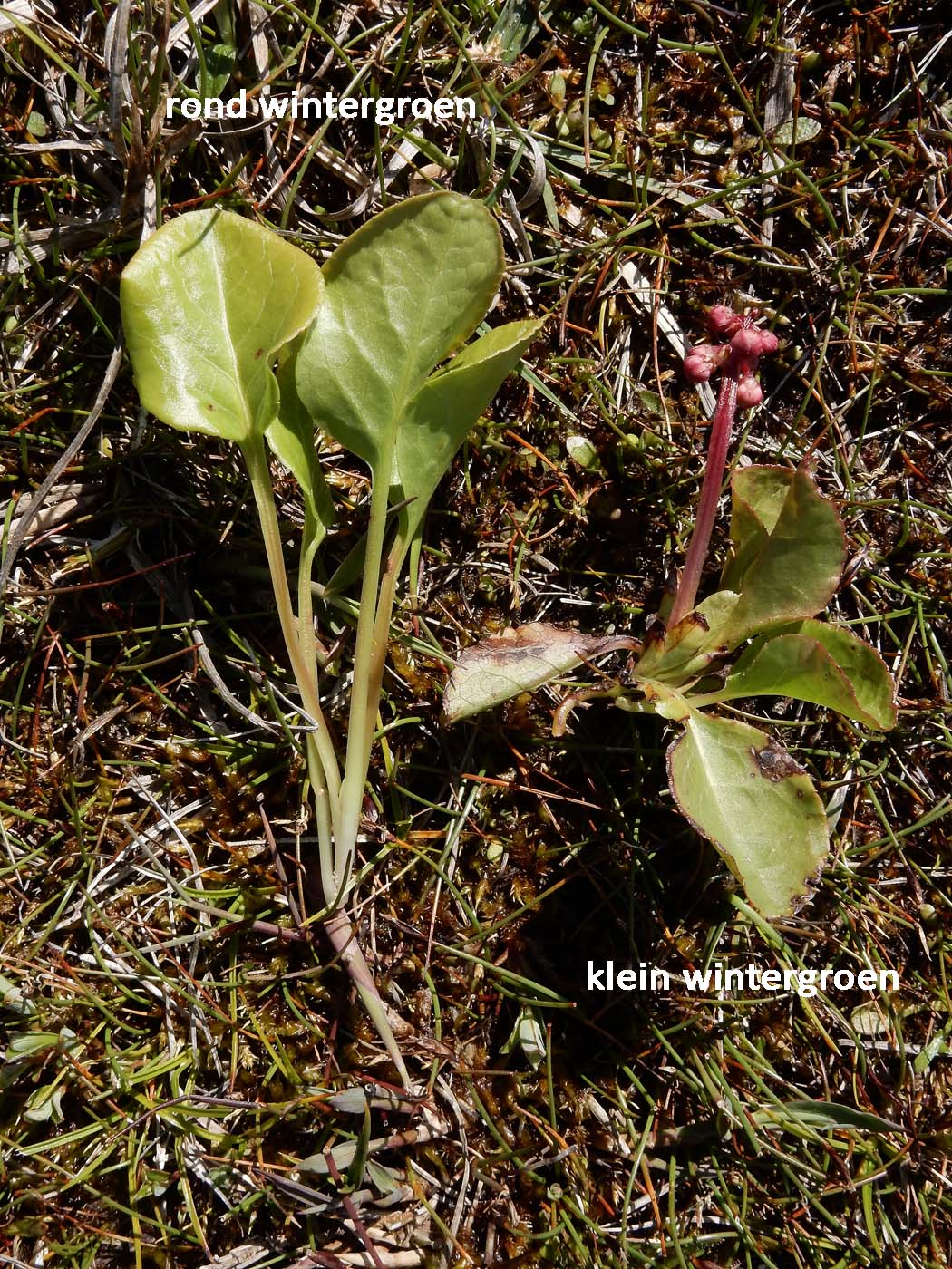 Pyrola minor (door Saxifraga|Ed Stikvoort)