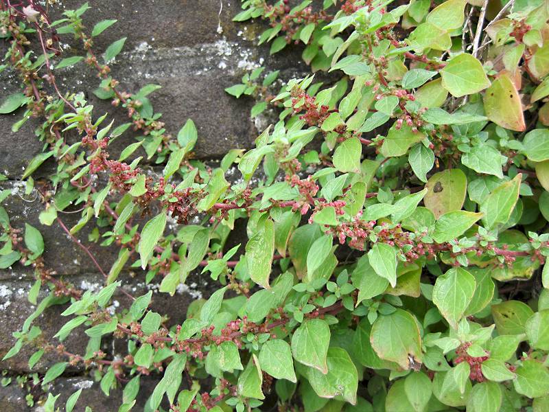 Parietaria judaica (door Grada Menting)