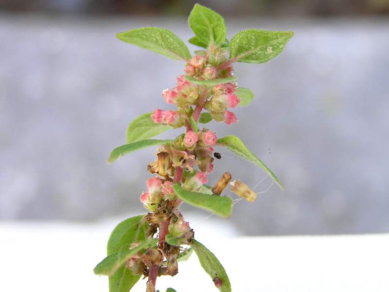 Parietaria judaica (door Grada Menting)