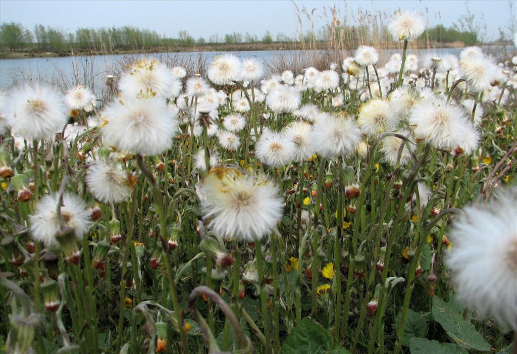 Tussilago farfara (door Bert Verbruggen)