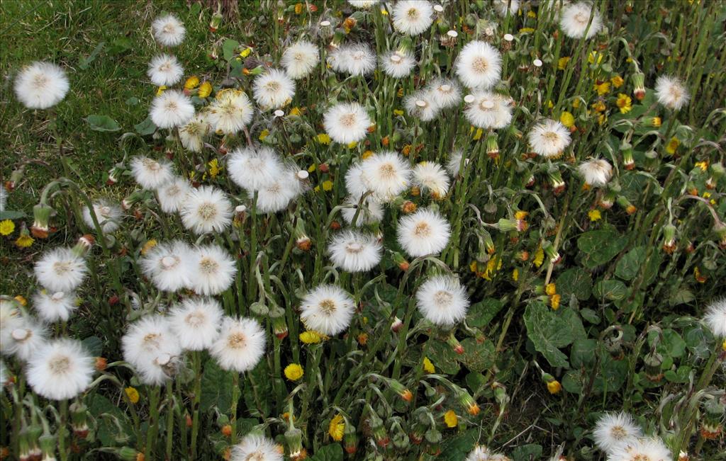 Tussilago farfara (door Bert Verbruggen)